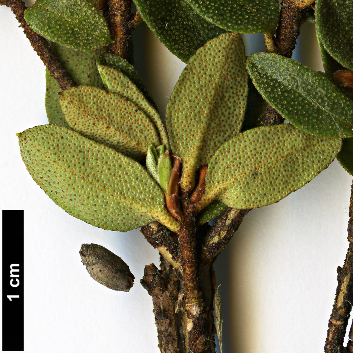 High resolution image: Family: Ericaceae - Genus: Rhododendron - Taxon: nitidulum - SpeciesSub: var. omeiense